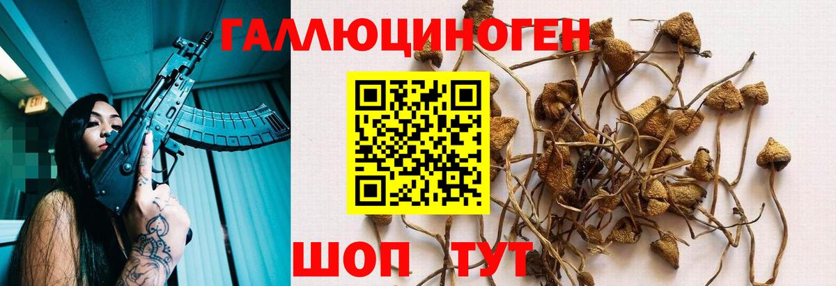 Галлюциногенные грибы Psilocybe Клин